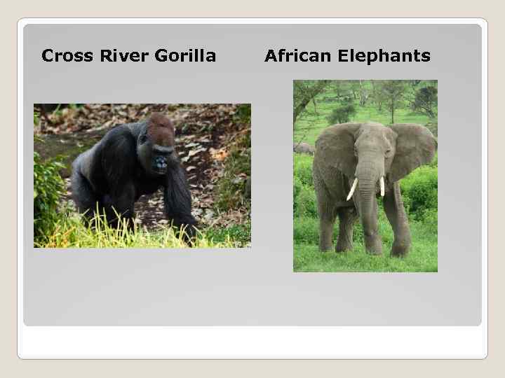 Cross River Gorilla African Elephants 