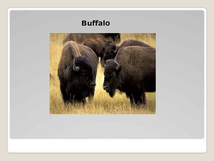 Buffalo 