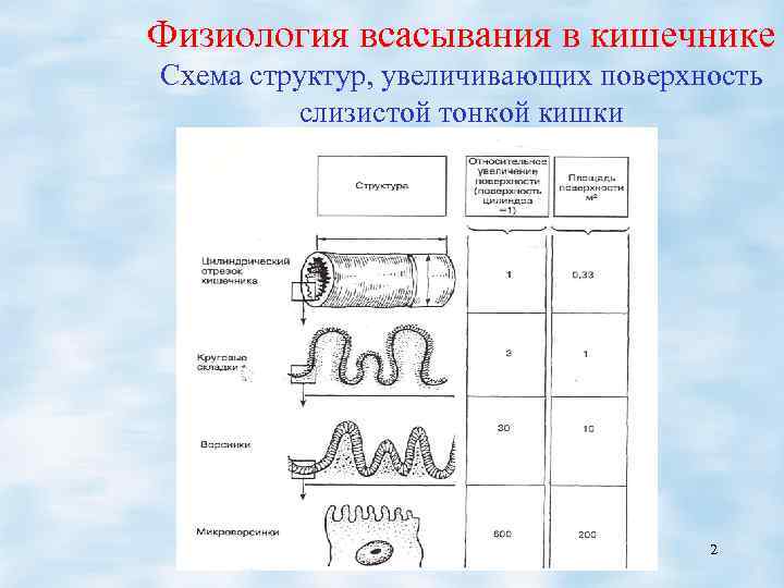 Физиология всасывания в кишечнике Схема структур, увеличивающих поверхность слизистой тонкой кишки 2 