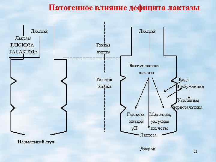 Мальабсорбция глюкозы. Мальабсорбция Глюкозы-галактозы. Мальабсорбция лактозы. Глюкозо-галактозная мальабсорбция. Синдром мальабсорбции лактозы.