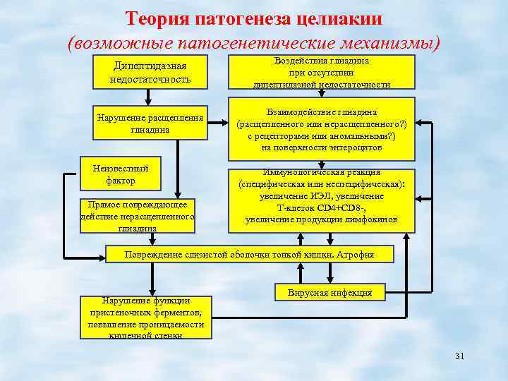 Теория патогенеза целиакии (возможные патогенетические механизмы) Дипептидазная недостаточность Нарушение расщепления глиадина Неизвестный фактор Прямое