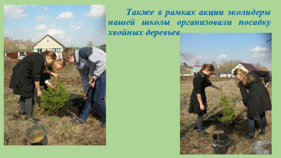Также в рамках акции эколидеры нашей школы организовали посадку хвойных деревьев. 