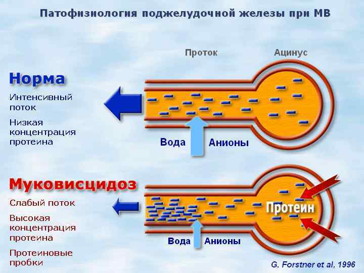 Патофизиология поджелудочной железы презентация