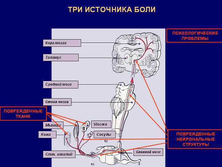 Патофизиология нарушений функции поджелудочной железы