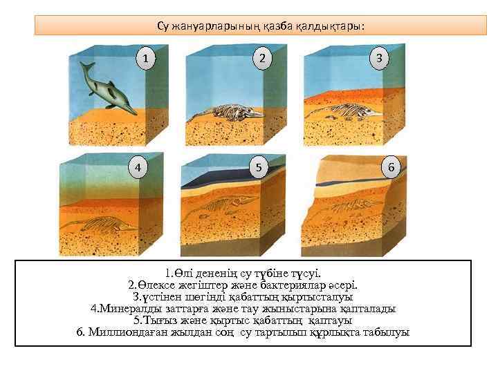 Су жануарларының қазба қалдықтары: 1 4 2 5 3 6 1. Өлі дененің су
