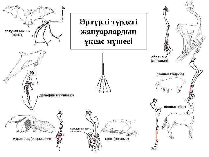 Әртүрлі түрдегі жануарлардың ұқсас мүшесі 