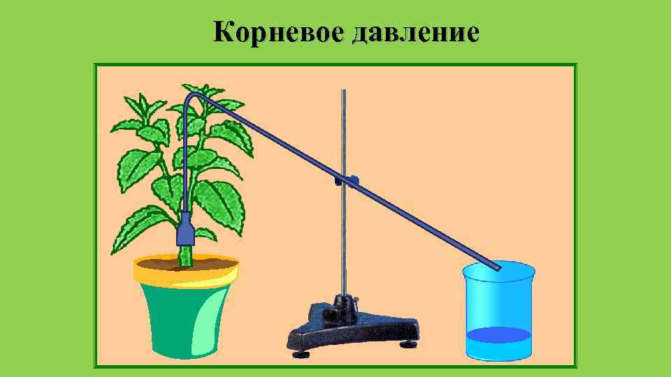 Рассмотрите рисунок что позволяет исследовать данный опыт корневое давление