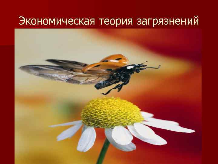 Экономическая теория загрязнений 