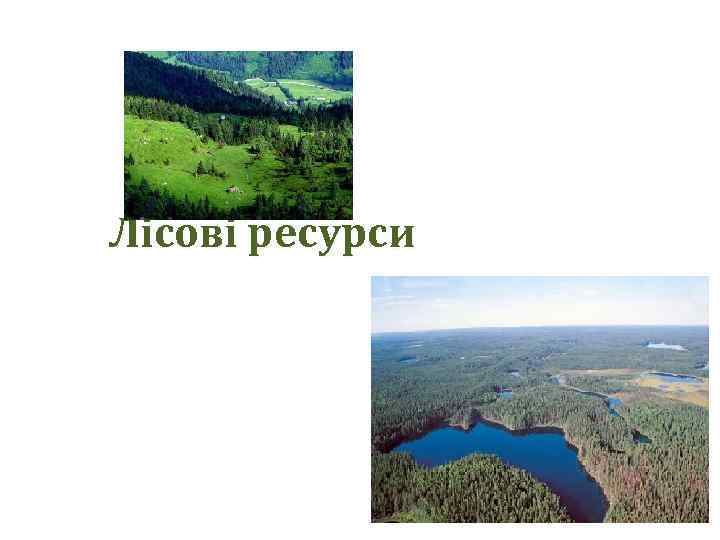 Лісові ресурси 