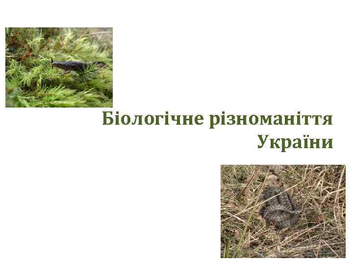 Біологічне різноманіття України 