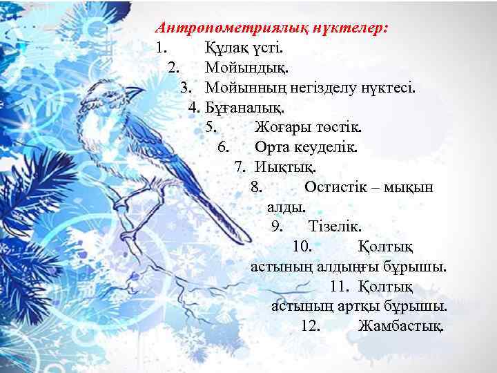 Антропометриялық нүктелер: 1. Құлақ үсті. 2. Мойындық. 3. Мойынның негізделу нүктесі. 4. Бұғаналық. 5.