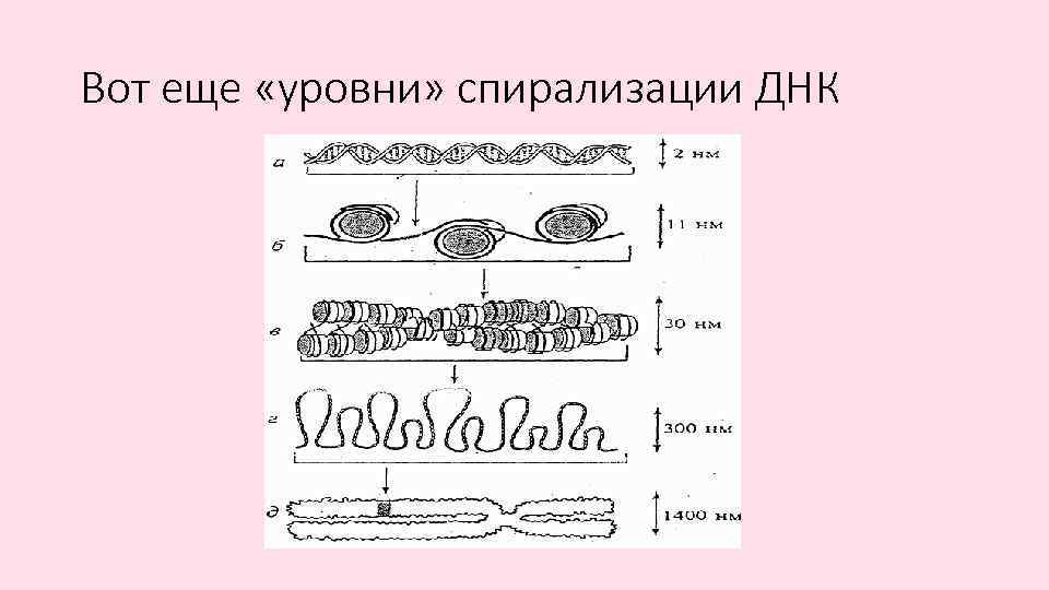 Вот еще «уровни» спирализации ДНК 
