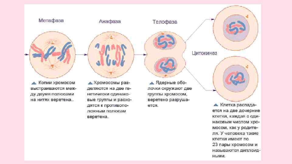 Цитокинез в телофазе