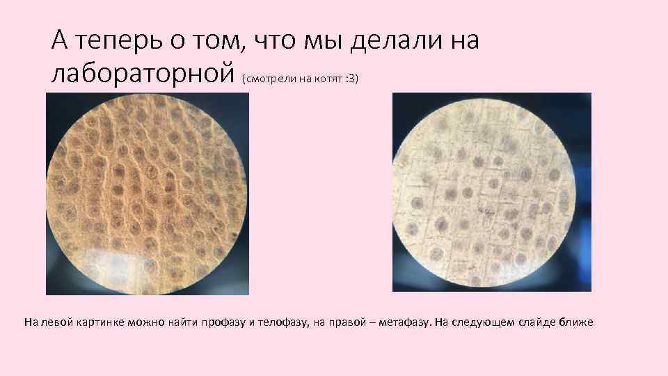 А теперь о том, что мы делали на лабораторной (смотрели на котят : 3)