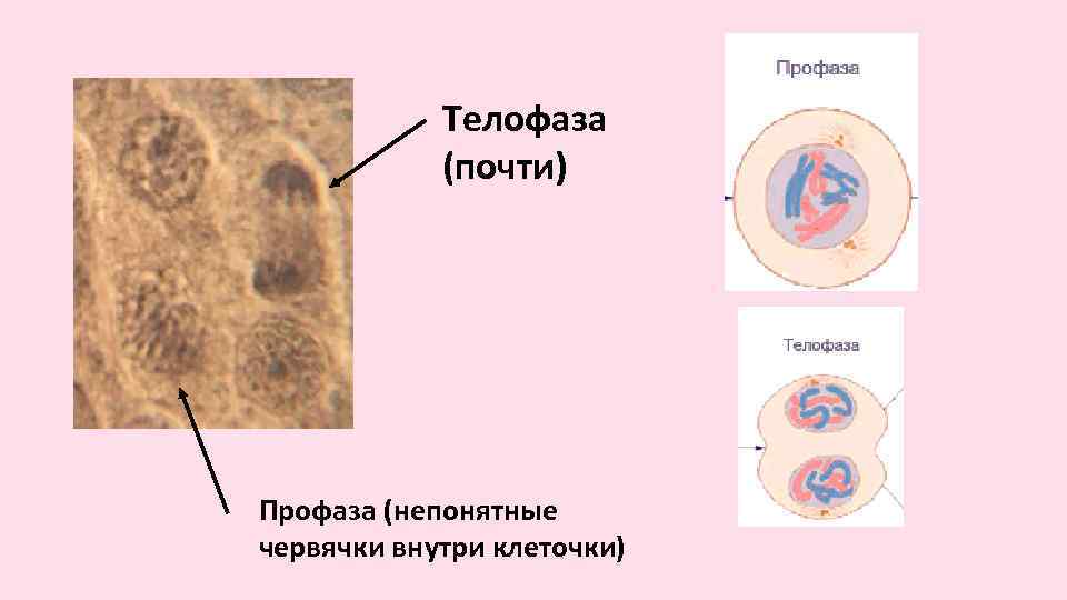 Телофаза (почти) Профаза (непонятные червячки внутри клеточки) 