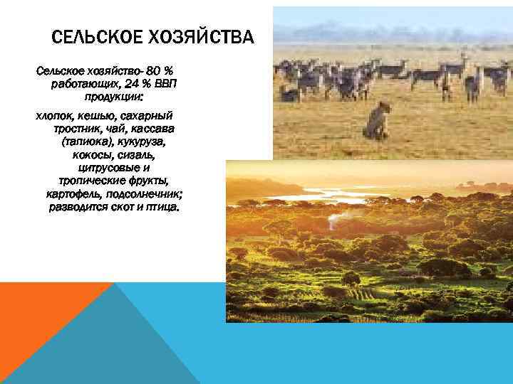 СЕЛЬСКОЕ ХОЗЯЙСТВА Сельское хозяйство- 80 % работающих, 24 % ВВП продукции: хлопок, кешью, сахарный