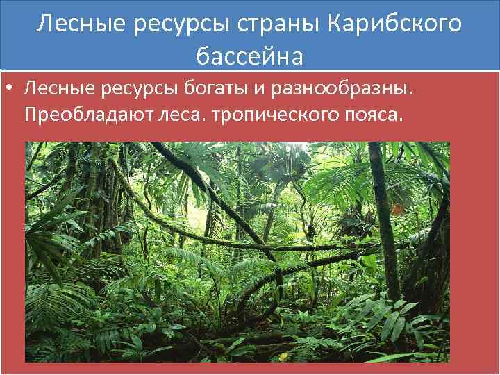 Лесные ресурсы картинки