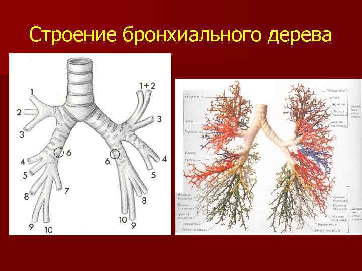 Главные бронхи строение