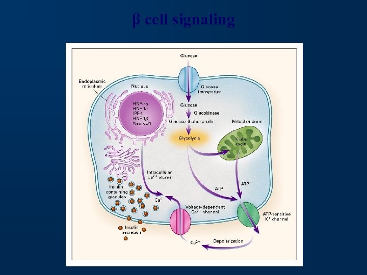 β cell signaling 