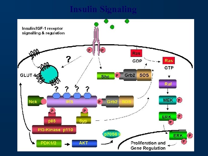 Insulin Signaling 
