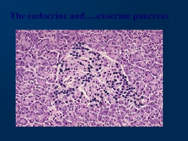 The endocrine and…. exocrine pancreas 