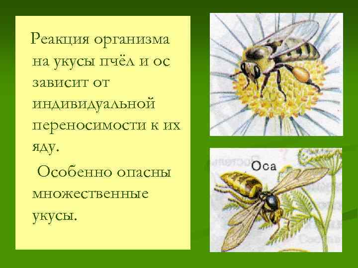 Реакция организма на укусы пчёл и ос зависит от индивидуальной переносимости к их яду.