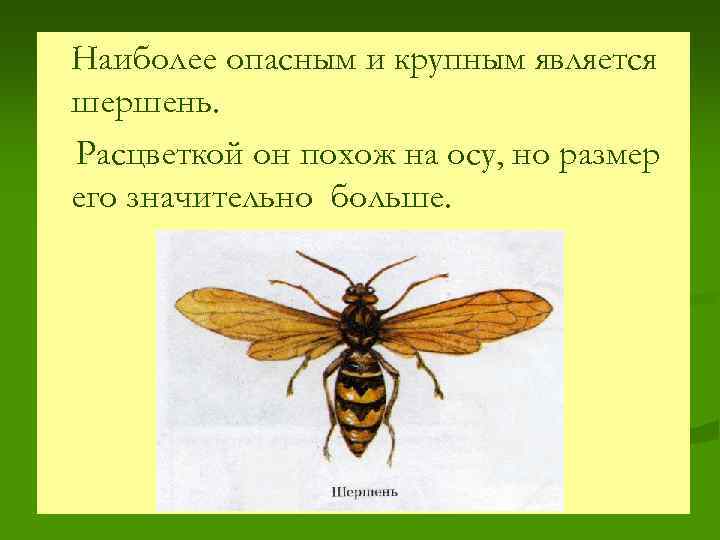 Наиболее опасным и крупным является шершень. Расцветкой он похож на осу, но размер его