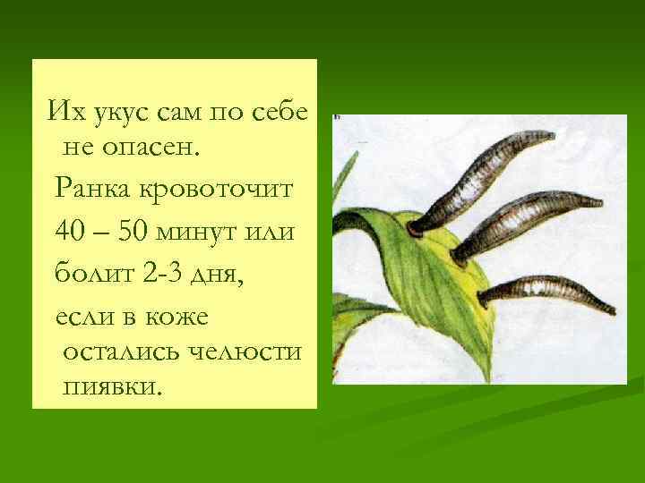 Их укус сам по себе не опасен. Ранка кровоточит 40 – 50 минут или