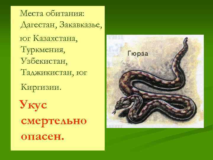 Места обитания: Дагестан, Закавказье, юг Казахстана, Туркмения, Узбекистан, Таджикистан, юг Киргизии. Укус смертельно опасен.