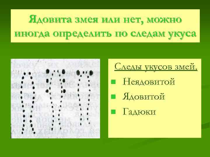 Ядовита змея или нет, можно иногда определить по следам укуса Следы укусов змей. n