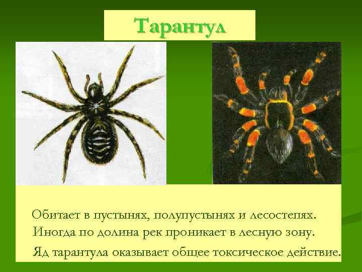 Тарантул Обитает в пустынях, полупустынях и лесостепях. Иногда по долина рек проникает в лесную