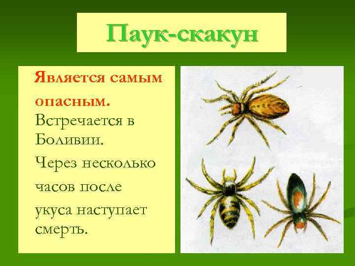 Паук-скакун Является самым опасным. Встречается в Боливии. Через несколько часов после укуса наступает смерть.