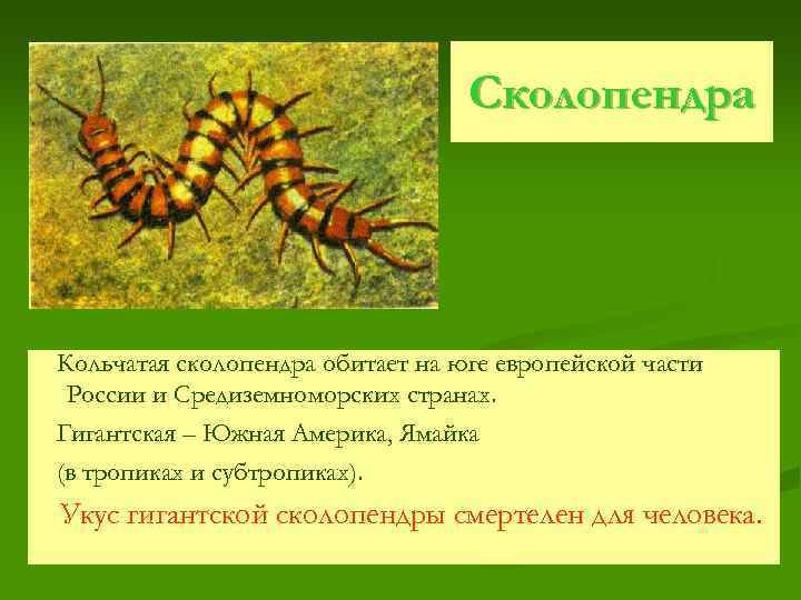 Сколопендра Кольчатая сколопендра обитает на юге европейской части России и Средиземноморских странах. Гигантская –