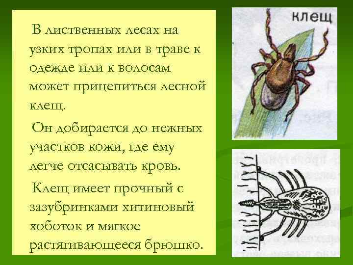 В лиственных лесах на узких тропах или в траве к одежде или к волосам