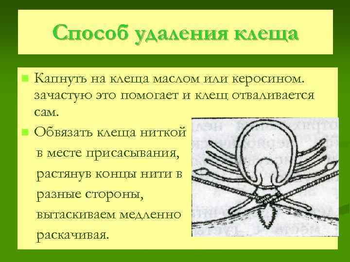 Способ удаления клеща n n Капнуть на клеща маслом или керосином. зачастую это помогает