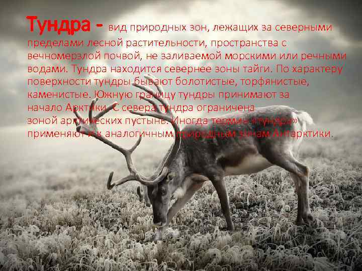 Тундра - вид природных зон, лежащих за северными пределами лесной растительности, пространства с вечномерзлой