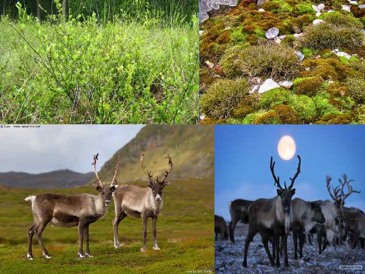  • #тундра • #арктическиепустыни 