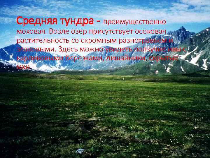 Средняя тундра - преимущественно моховая. Возле озер присутствует осоковая растительность со скромным разнотравьем и