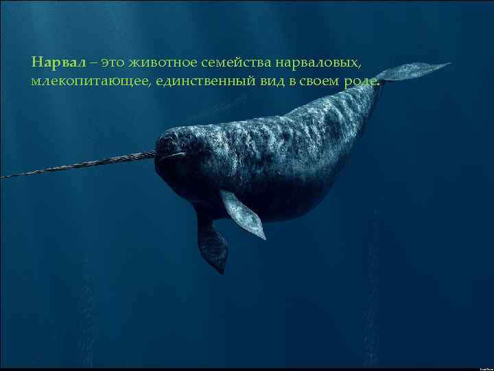 Нарвал – это животное семейства нарваловых, млекопитающее, единственный вид в своем роде. 