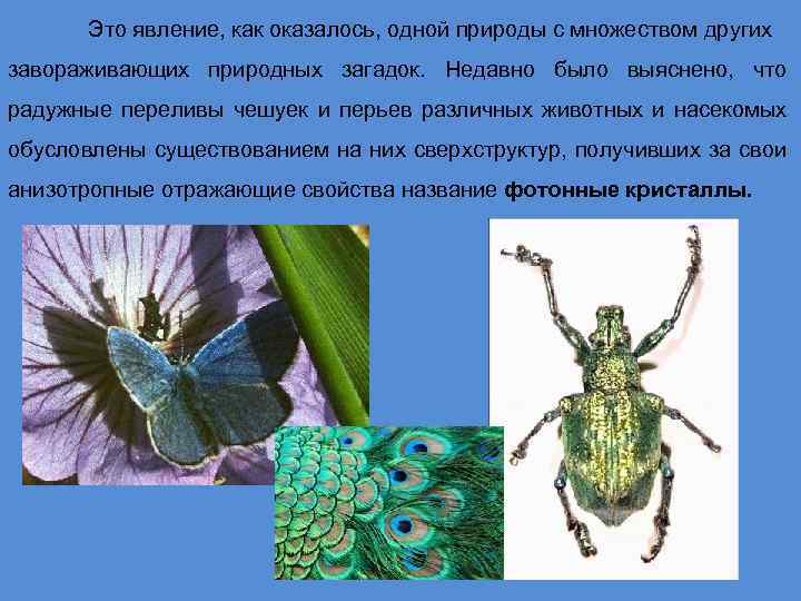 Это явление, как оказалось, одной природы с множеством других завораживающих природных загадок. Недавно было