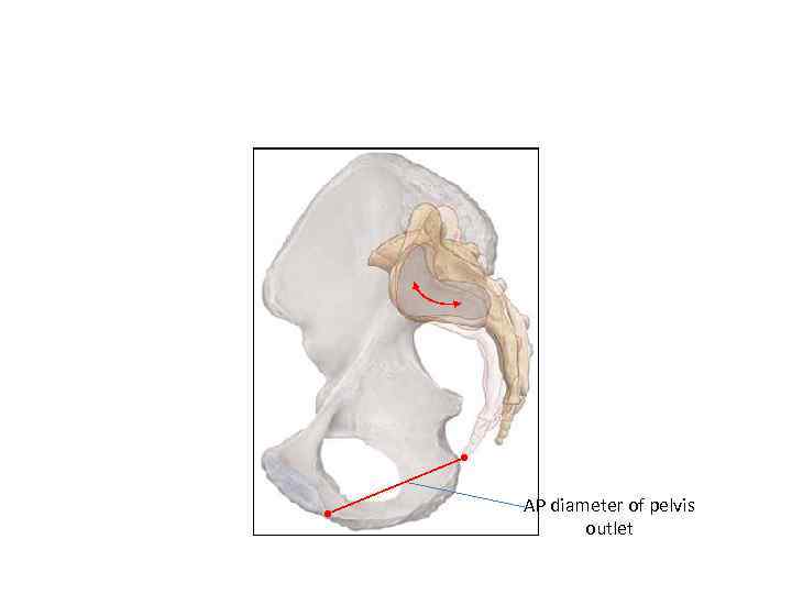 AP diameter of pelvis outlet 