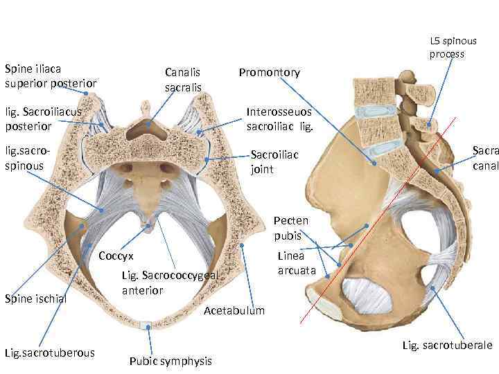 L 5 spinous process Spine iliaca superior posterior Canalis sacralis Promontory lig. Sacroiliacus posterior