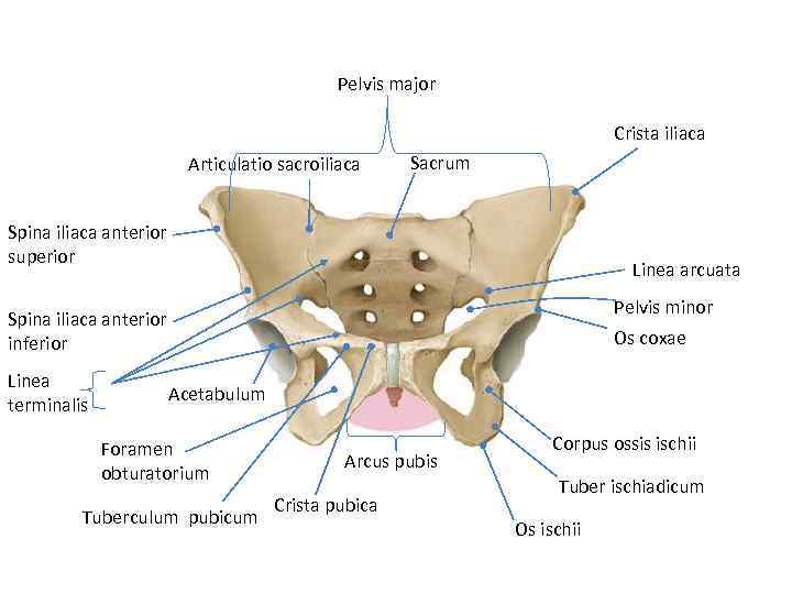 Pelvis major Crista iliaca Articulatio sacroiliaca Sacrum Spina iliaca anterior superior Linea arcuata Pelvis