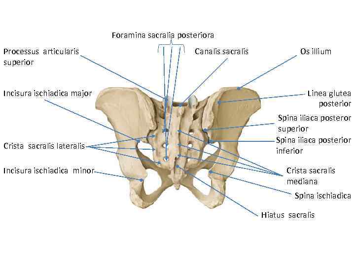 Foramina sacralia posteriora Processus articularis superior Incisura ischiadica major Crista sacralis lateralis Incisura ischiadica