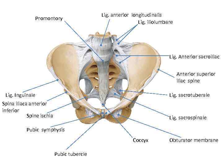 Promontory Lig. anterior longitudinalis Lig. iliolumbare Lig. Anterior sacroiliac Anterior superior iliac spine Lig.