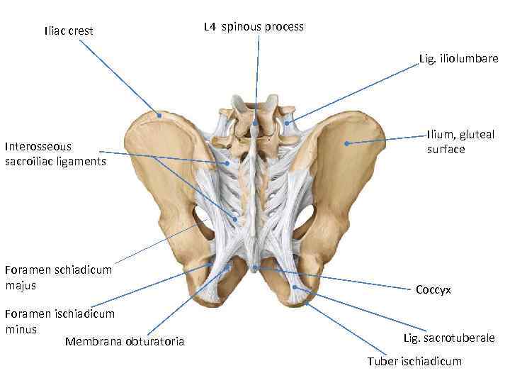 Iliac crest L 4 spinous process Lig. iliolumbare Interosseous sacroiliac ligaments Foramen schiadicum majus