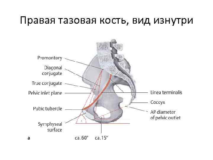Правая тазовая кость, вид изнутри 