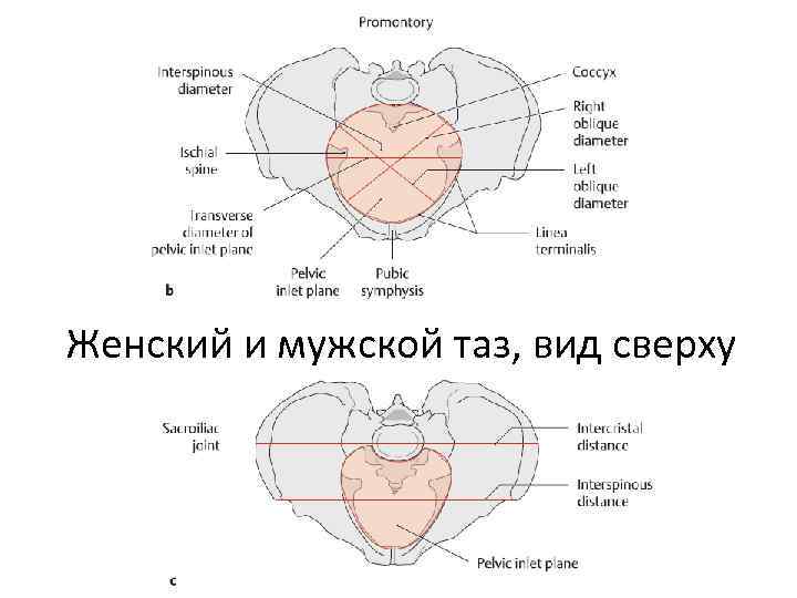 Женский и мужской таз, вид сверху 