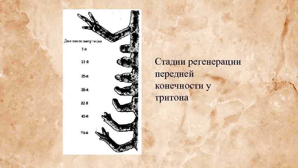 Стадии регенерации передней конечности у тритона 