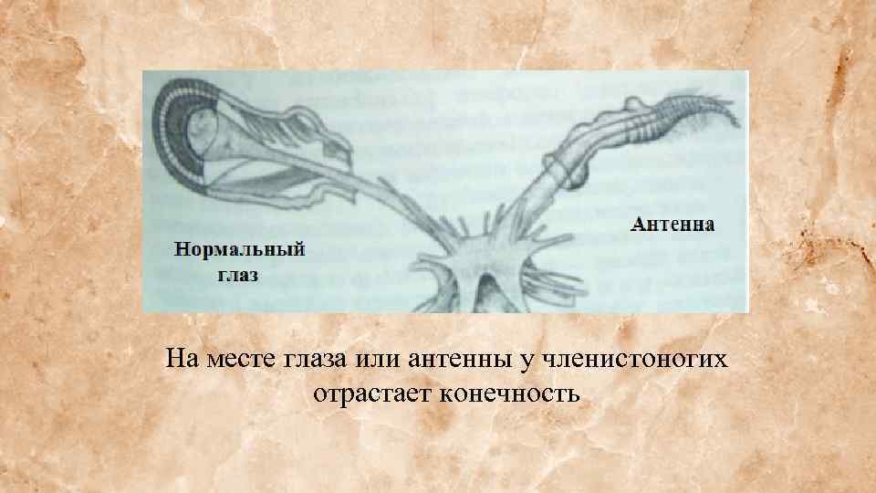 На месте глаза или антенны у членистоногих отрастает конечность 